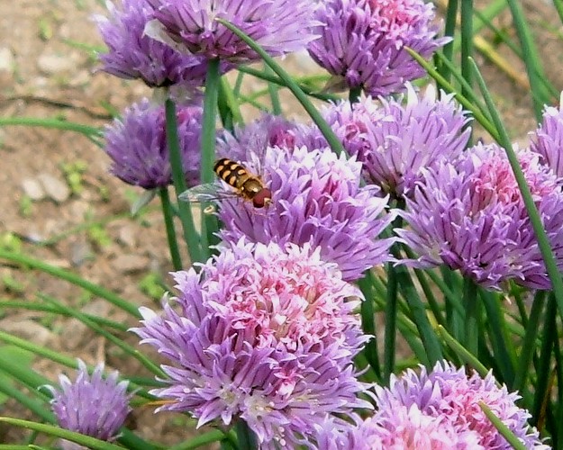 Farfalle sul fiore dell''Erba cipollina...